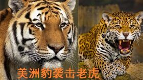 四蹄狂奔打一生肖指什么，模棱两可三和四打一生肖是什么生肖？这四个生肖是什么？