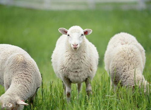 咩咩叫的幸运儿！属羊人贵人相助