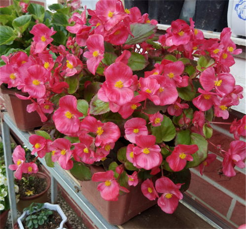 四季海棠放在卧室里养护，对风水有好处吗？