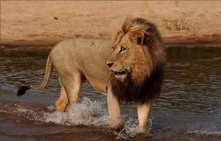 哪个生肖的象征是长着长尾巴的狮子？