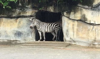 一、重庆动物园到底在哪儿？