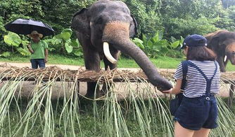 #野象谷#——象群与游客之间的微妙平衡（基本是游客付钱堪象）