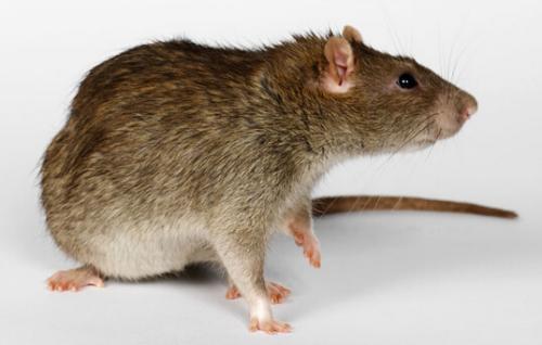 老鼠在风水学中的负面象征：破财与不安