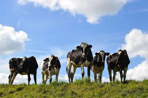 属牛生于四月感情婚姻如何？明年四月属牛结婚的最佳日子是哪天？