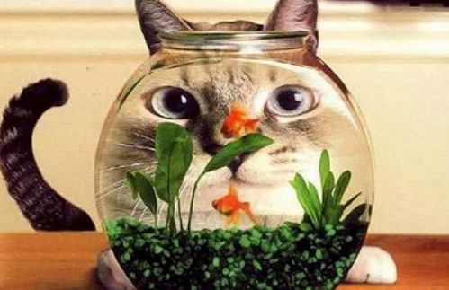 鱼类数量与颜色的数理逻辑及五行对应