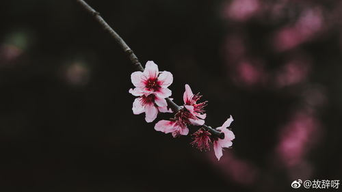 1.3 八字缺角与情感缺失：甲木正官之影