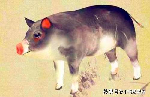 1995年属猪女性转运时，最旺的吉祥物是什么？