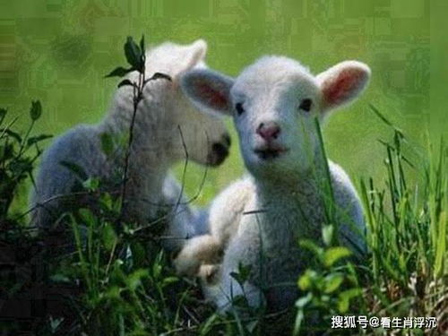 2．属羊男性群体：温柔善良兼具忠诚奉献
