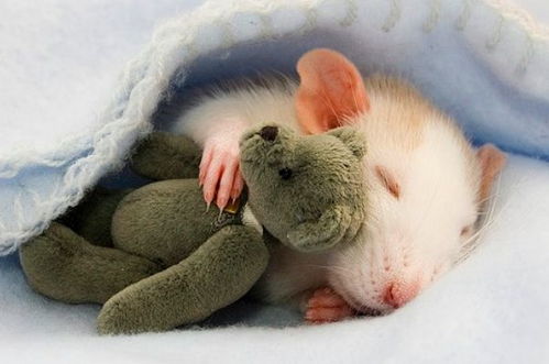 公司里老鼠频繁出现，这到底是吉兆还是特别凶兆？图片大全能揭示真相吗？