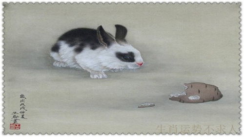 今日生肖马财运如何？属兔人运势怎样？属兔马2026年全年运势意味着什么？