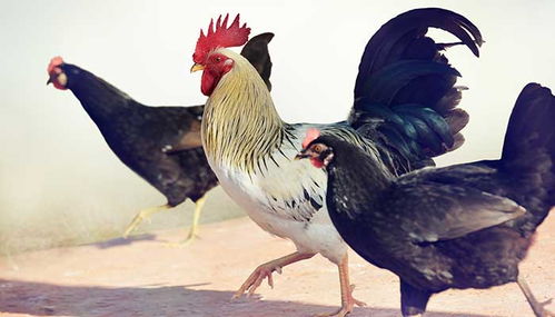 81年属鸡男士2026年婚姻运势，2025年男士戒指寓意是什么？