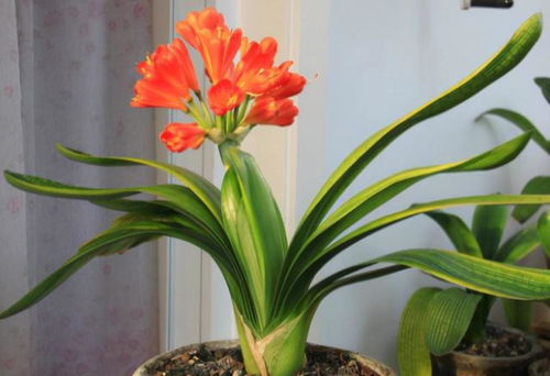 职场人士的君子兰噩梦