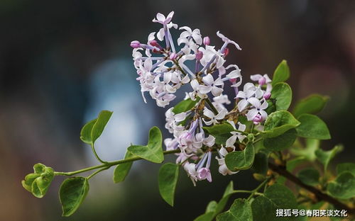 以婚女人梦见鲜花绽放和绿色蒲公英分别预示着什么吉凶？