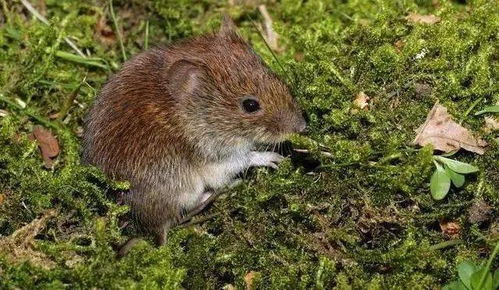 1960年属鼠女性在2026年的运势和运程具体如何？