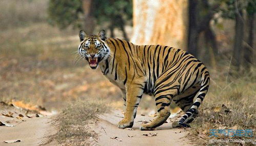 属虎的12岁是哪一年出生，24岁又是哪一年？