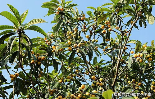 枇杷树种植在门边风水上合适吗？有什么讲究？