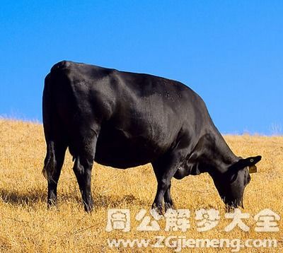 喂牛？不如喂自己吃土