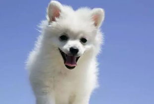 生肖狗年具体是哪一年？狗年年份对照表是什么含义？