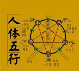 一、  阴阳失衡的病理机制与生命稳态的内在逻辑