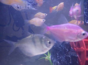 净化水质：营造清新活力的生活氛围