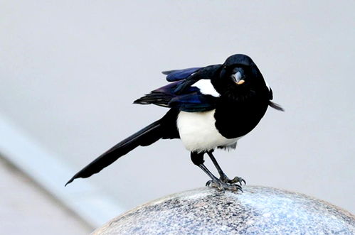 喜鹊站在衣服上叫，这衣服的风水有何讲究？