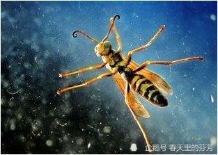 《梦林玄解》中的相关解析