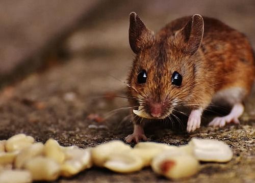 属鼠女性运势和事业命运具体是怎样的？