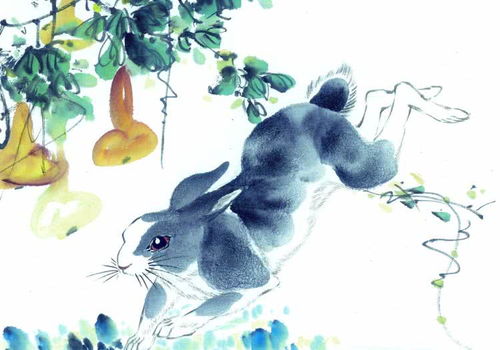 属兔19年8月感情运势和属兔男2026年全年运势分别是什么？