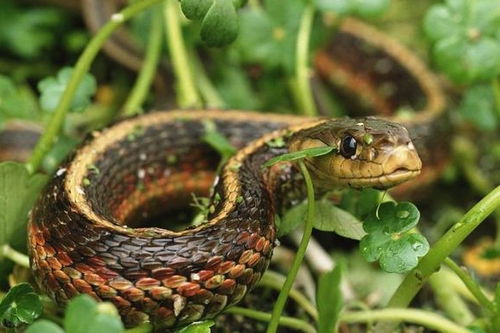风水学视角下的“居蛇”与“来蛇”之辨析