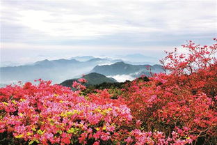 拍照攻略：如何在人山人海中挣扎求存并拍出一张勉强嫩堪的照片？这是一个世纪难题!