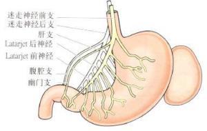 激素与胃肠道共舞？