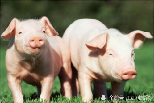 鸡合什么生肖？鸡前猪后三之间打一生肖，这是什么生肖？