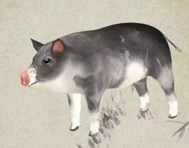 一、  生肖猪：豁达特质下的资源条件红利与情感实际价值的沉重塑