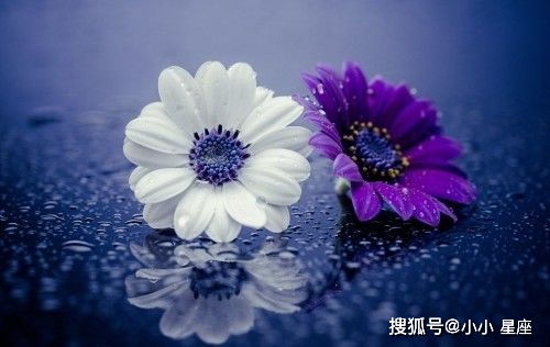 金牛座：移动的钢筋混凝土