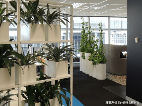 1. 忌讳将植物置于办公室中央区域