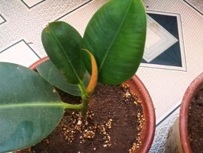 橡皮树摆放的十大雷区