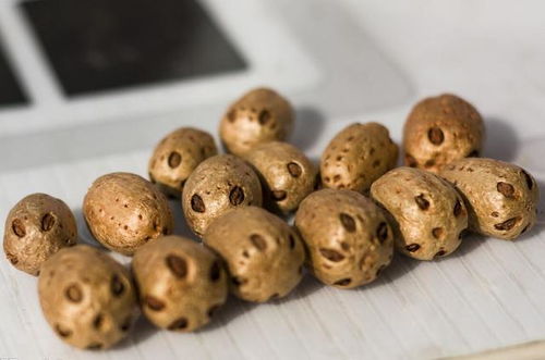 梦见捡到掉落的成熟核桃是什么预兆？