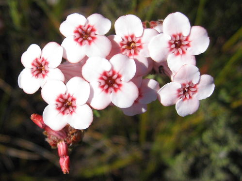 四、 欧石南的传说：圣人的野草