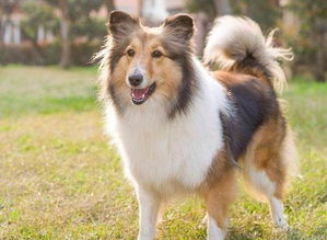 四、风水大师在线忽悠