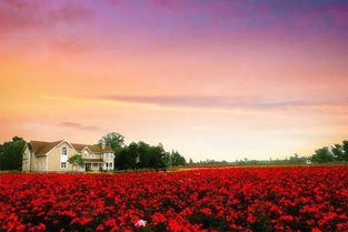 震惊！玫瑰谷的惊天大骗局！看完这篇你绝对不敢去！