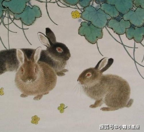 属兔的贵人包括哪几个属相？属兔男与哪些属相最匹配呢？