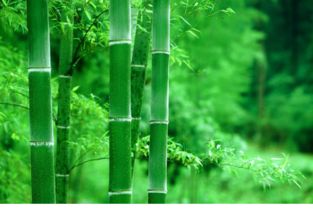 3. 竹子（Bambusoideae）