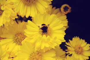 黄花梦境暗藏玄机！感情要凉凉？