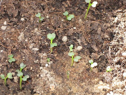 红情绿意指的是哪个生肖？嫩否揭示这独特的生肖之谜？