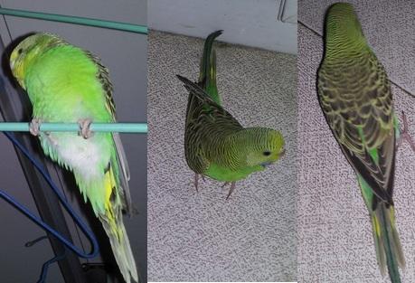 家里养鹦鹉风水改好吗？