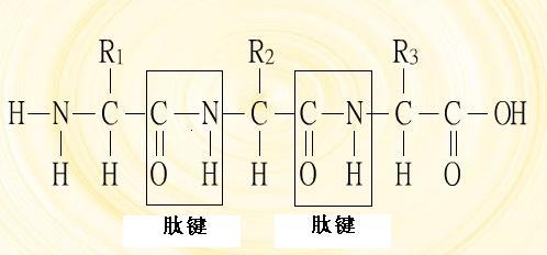三傳概述及基本结构