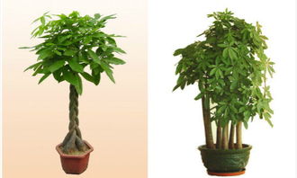 5. 鸿运当头（Canna indica）