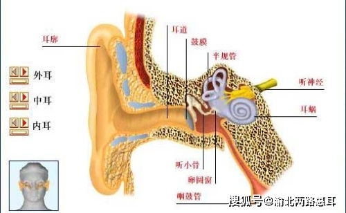 解剖学机制对因果关系的颠覆