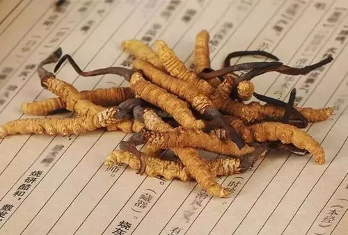 一、 传统方式典籍对蟲类象征的初步阐释与历史持续发展沿革