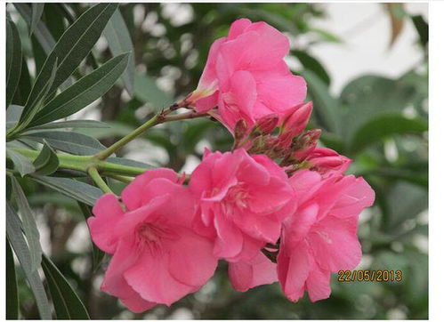 夹竹桃风水如何？夹竹桃花照片摆放有什么讲究？